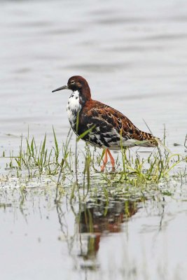 Ruff Philomachus pugnax togotnik_MG_9975-111.jpg