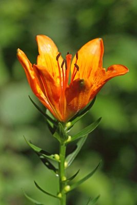 Orange lily Lilium bulbiferum brstična lilija_MG_0679-111.jpg
