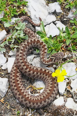 European adder Vipera berus navadni gad_MG_07941-111.jpg