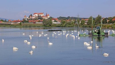 Lake Ptuj Ptujsko jezero_IMG_6978-111.jpg