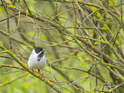 Reed bunting Emberiza schoeniclus trstni strnad_MG_9746-111.jpg