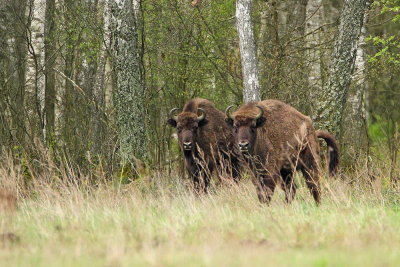 European bison Bison bonasus zober_MG_9959-111.jpg