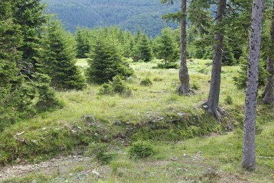 Coniferous forest iglast gozd, Pohorje_MG_6322-111.jpg