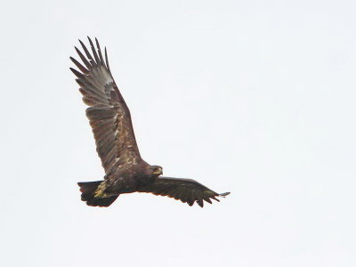 Greater spotted eagle Clanga (Aquila) clanga veliki klinkač_MG_9808-111.jpg