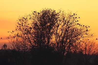 Pygmy cormoran roost prenočiče pritlikavega kormorana_MG_1774-111.jpg