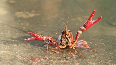 Red swamp crayfish Procambarus clarkii močvirski karjar_MG_18701-111.jpg