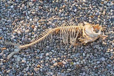 Fish skeleton okostje ribe_MG_9637-111.jpg