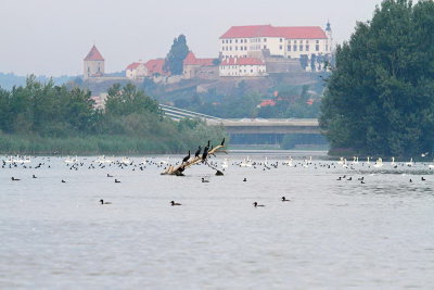 Lake Ptuj Ptujsko jezero_MG_1277-111.jpg