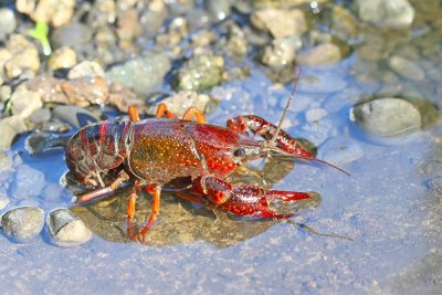Red swamp crayfish Procambarus clarkii močvirski karjar_MG_1892-111.jpg