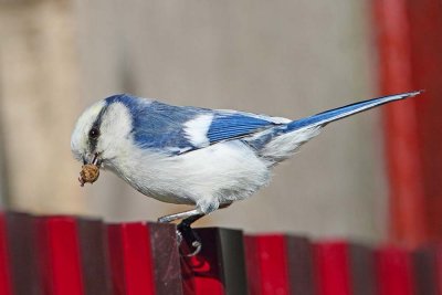 Azure tit Cyanistes cyanus sinji plavček_MG_0171-111.jpg