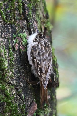 Short-toed treecreeper Certhia brachydactyla kratkoprsti plezavček_MG_1608-111.jpg