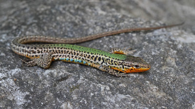 Dalmatian wall lizard Podarcis melisellensis kraka kučarica_MG_09121-111.jpg