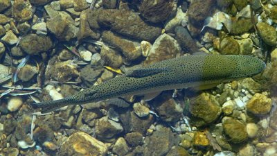 Marble trout Salmo marmoratus soka postrv_MG_1642-111.jpg