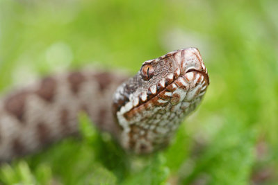 European adder Vipera berus navadni gad_MG_0740-111.jpg