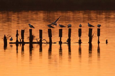 Gulls galebi_MG_1741-111.jpg