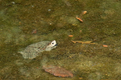 Balkan pond turtle Mauremys rivulata rečna sklednica_MG_1952-111.jpg