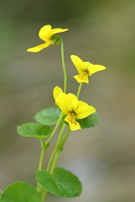 Twoflower violet Viola biflora dvocvetna vijolica_MG_0818-111.jpg