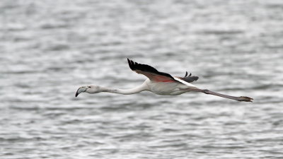 Greater flamingo Phoenicopterus roseus plamenec_MG_2126-111.jpg