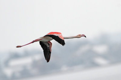 Greater flamingo Phoenicopterus roseus plamenec_MG_2137-111.jpg