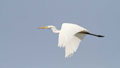 Great white egret Egretta alba velika bela čaplja_MG_1341-111.jpg