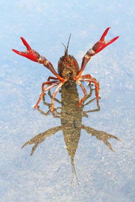 Red swamp crayfish Procambarus clarkii močvirski karjar_MG_1896-111.jpg