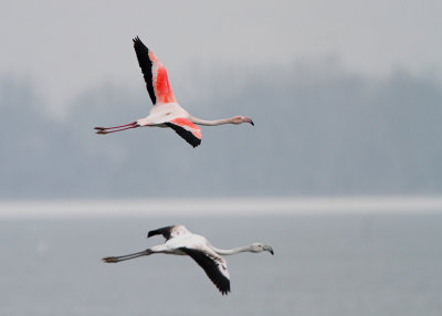 Greater flamingo Phoenicopterus roseus plamenec_MG_2142-111.jpg