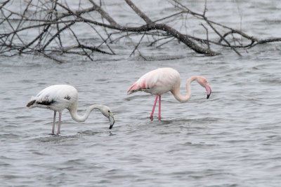 Greater flamingo Phoenicopterus roseus plamenec_MG_2184-111.jpg