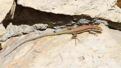 Troodos lizard Phoenicolacerta troodica _MG_1866-111.jpg