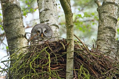 Great gray owl Strix nebulosa bradata sova_MG_03381-111.jpg