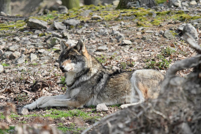 Gray wolf Canis lupus volk_MG_2379-111.jpg