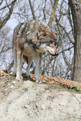 Gray wolf Canis lupus volk_MG_2364-111.jpg
