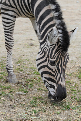 Grevys zebra Equus grevyi zebra_MG_2355-111.jpg