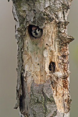 Tree sparrow Passer montanus poljski vrabec_MG_2586-111.jpg