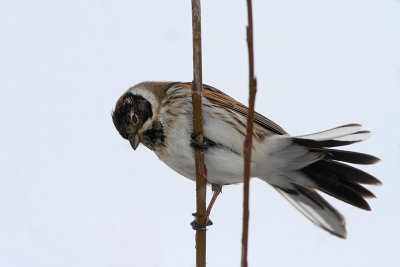 Reed bunting Emberiza schoeniclus trstni strnad_MG_2177111.jpg