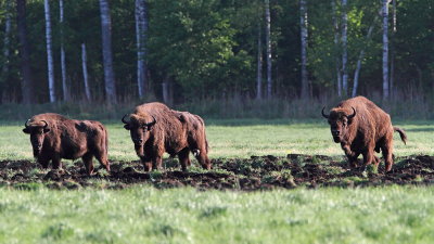 European bison Bison bonasus zober_MG_2814-111.jpg