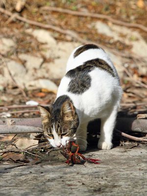 Domestic cat with red swamp crayfish domača mačka z rakom_MG_1908111.jpg