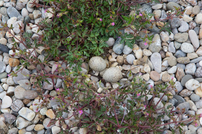 Nest of little ringed plover gnezdo malega deevnika_MG_0034111.jpg