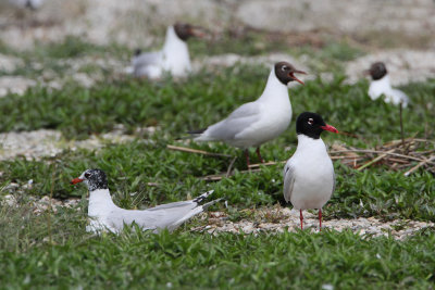 Mediterranean gull Larus melanocephalus črnoglavi galeb_MG_2978-111.jpg