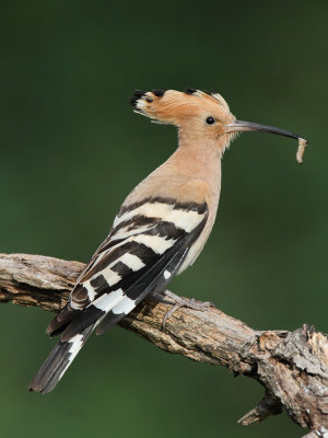 Hoopoe Upupa epops smrdokavra_MG_4039-111.jpg