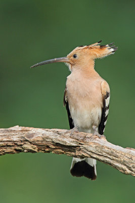 Hoopoe Upupa epops smrdokavra_MG_4095-111.jpg