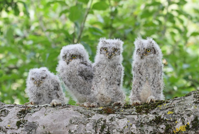 Eurasian scops owl Otus scops veliki skovik_MG_4221-111.jpg