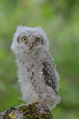 Eurasian scops owl Otus scops veliki skovik_MG_4264-111.jpg