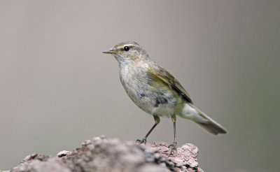 Chiffchaff Phylloscopus collybita vrbji kovaček_MG_4184-111.jpg