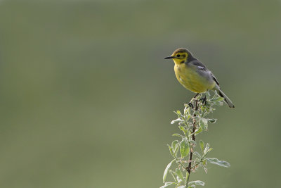 Citrine wagtail Motacilla citreola citronasta pastirica_MG_2861-111.jpg