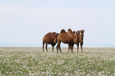  Bactrian camel Camelus bactrianus dvogrba kamela_MG_54531-111.jpg