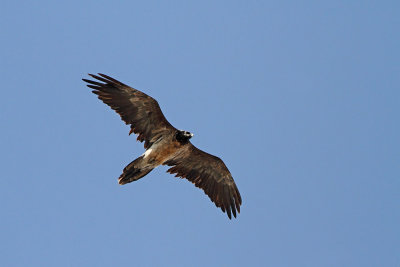  Bearded vulture Gypaetus barbatus brkati ser_MG_5186-111.jpg