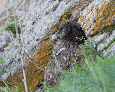 Young bearded vulture Gypaetus barbatus mladi brkati ser_MG_4365-111.jpg