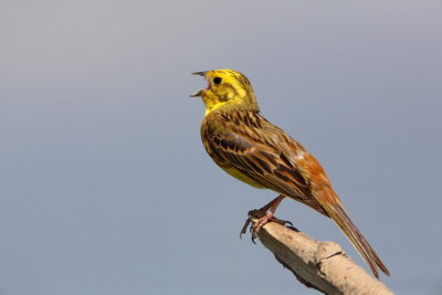 Yellowhammer  Emberiza citrinella rumeni strnad_MG_7867-111.jpg