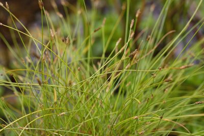 Eleocharis carniolica kranjska sita_MG_6557-111.jpg