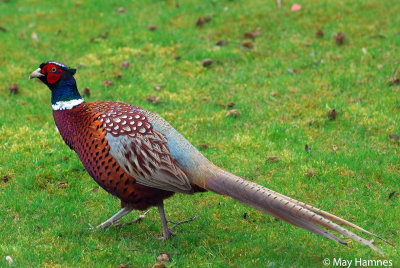 Fasan at Blenheim Palace Oxford 